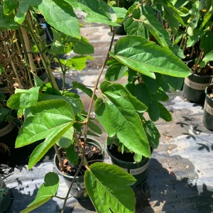 Passion Flower Crimson Vine Live Plant 6” Pot - Outdoor Climbing Plant - Image 2