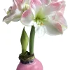 Pastel Pink Waxed Amaryllis Bulb 34/38 - Cherry Blossom - No Water Needed - Image 1