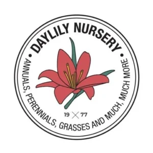 Pastel Pink Waxed Cherry Blossom Amaryllis Bulb - No Water, Easy Care, Bulb Size 34/38 - Image 3