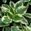 Patriot Hosta Bare Root Plants - Dark Green & White Margins, Hardy Perennial - Image 1