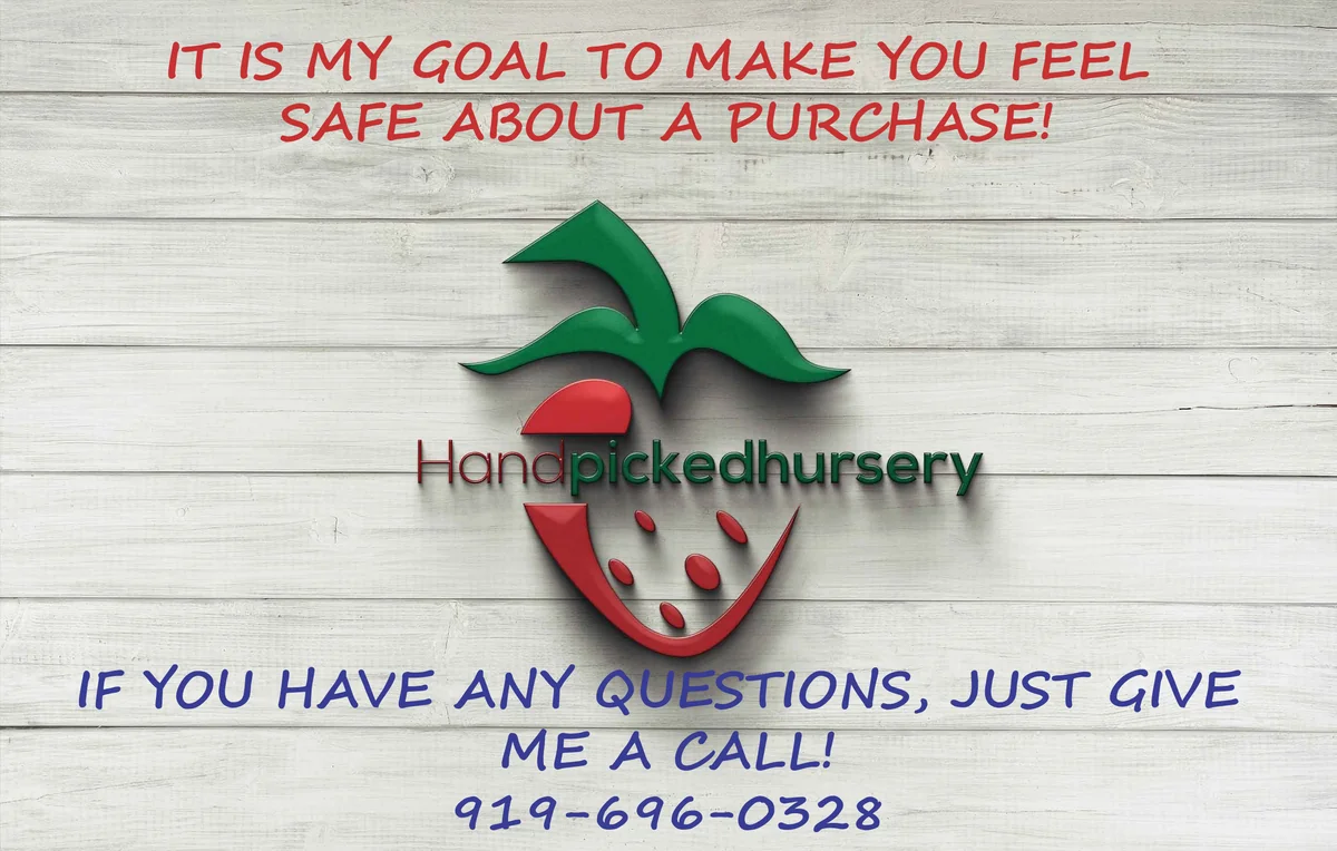 Patriot Northern Highbush Blueberry Live Plant - Bare Root, 10-12 Inches, 1 Quart - Image 3