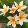 Paul Weissich Plumeria Unrooted Cutting - Yellow-Orange Centered, 10-12 in Tropical Plant - Image 1