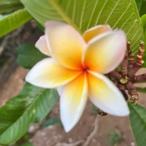 Paul Weissich Plumeria Unrooted Cutting - Yellow-Orange Centered, 10-12 in Tropical Plant - Image 2