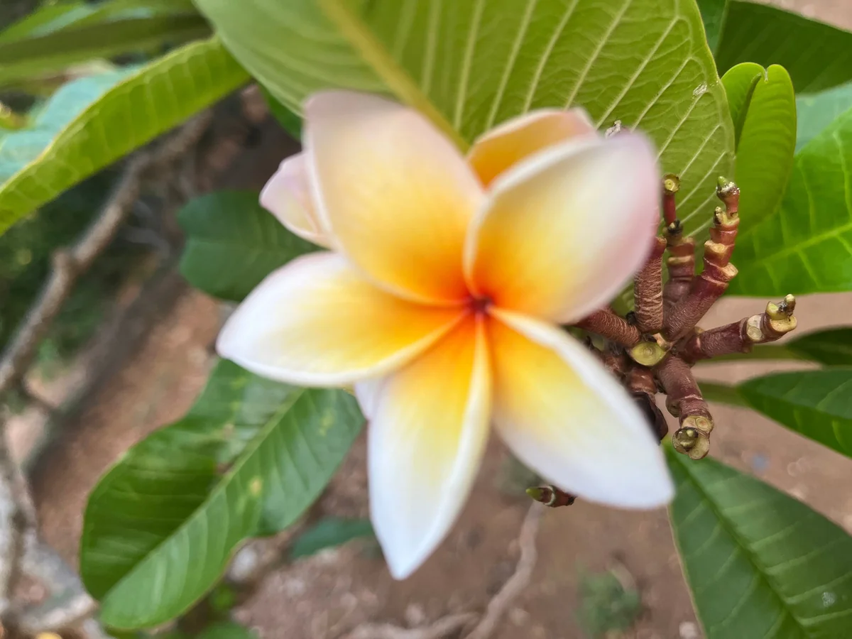 Paul Weissich Plumeria Unrooted Cutting - Yellow-Orange Tropical Plant 10-12 inches - Image 2