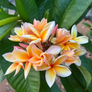 Paul Weissich Plumeria Unrooted Cutting - Yellow-Orange Tropical Plant 10-12 inches - Image 3