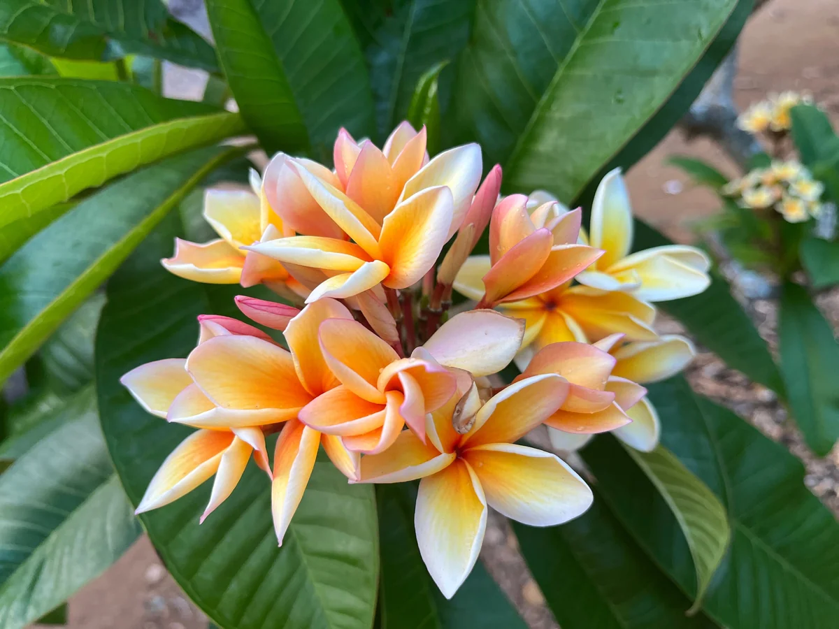 Paul Weissich Plumeria Unrooted Cutting - Yellow-Orange Tropical Plant 10-12 inches - Image 3