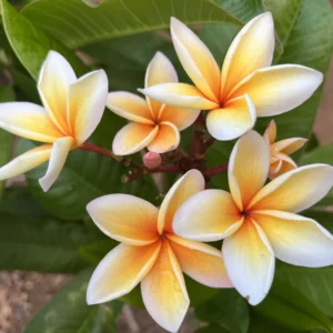 Paul Weissich Plumeria Unrooted Cutting - Yellow-Orange Tropical Plant 10-12 inches - Image 1