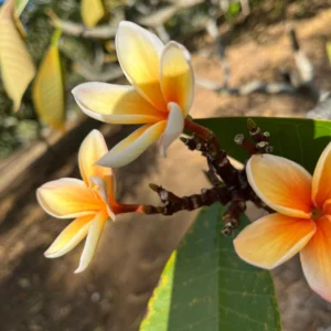 Paul Weissich Plumeria Unrooted Cutting - Yellow-Orange Centered, 10-12 in Tropical Plant - Image 4