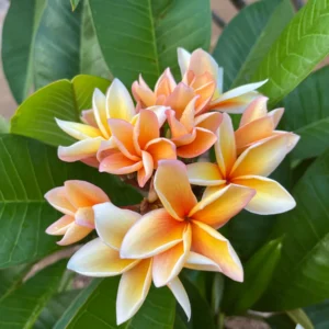 Paul Weissich Plumeria Unrooted Cutting - Yellow-Orange Centered, 10-12 in Tropical Plant - Image 5