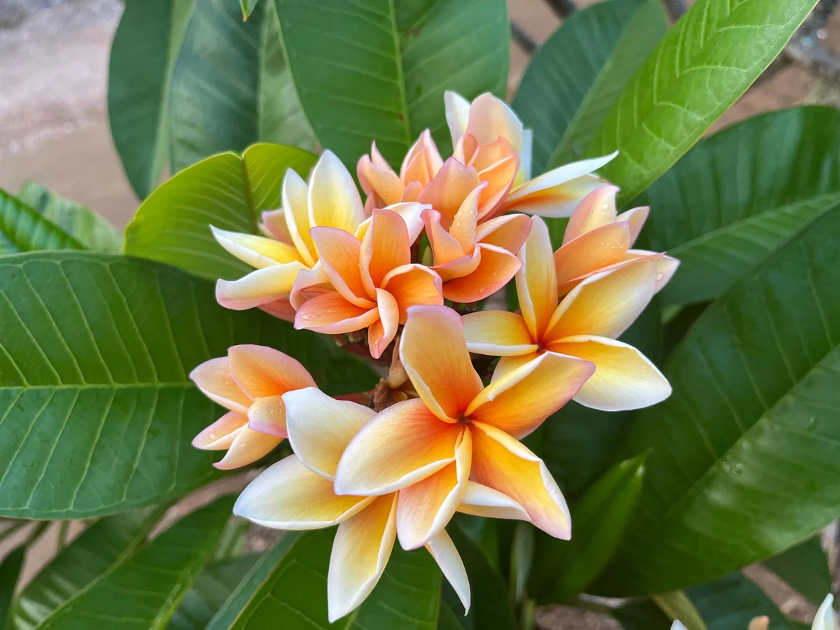 Paul Weissich Plumeria Unrooted Cutting - Yellow-Orange Tropical Plant 10-12 inches - Image 5