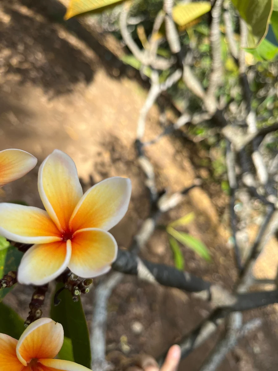 Paul Weissich Plumeria Unrooted Cutting - Yellow-Orange Centered, 10-12 in Tropical Plant - Image 6