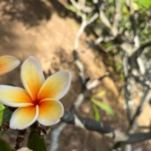 Paul Weissich Plumeria Unrooted Cutting - Yellow-Orange Tropical Plant 10-12 inches - Image 6
