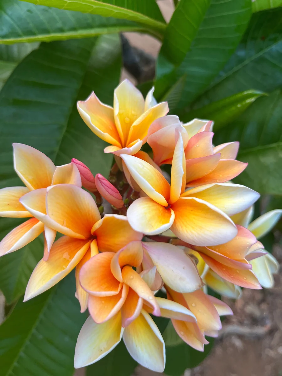 Paul Weissich Plumeria Unrooted Cutting - Yellow-Orange Centered, 10-12 in Tropical Plant - Image 7