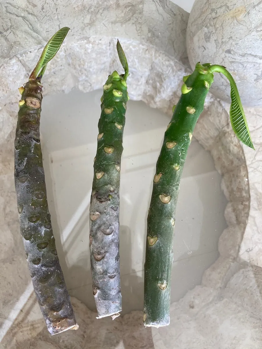 Paul Weissich Plumeria Unrooted Cutting - Yellow-Orange Centered, 10-12 in Tropical Plant - Image 8