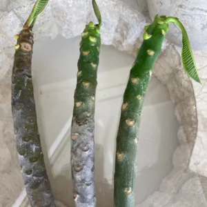 Paul Weissich Plumeria Unrooted Cutting - Yellow-Orange Tropical Plant 10-12 inches - Image 8