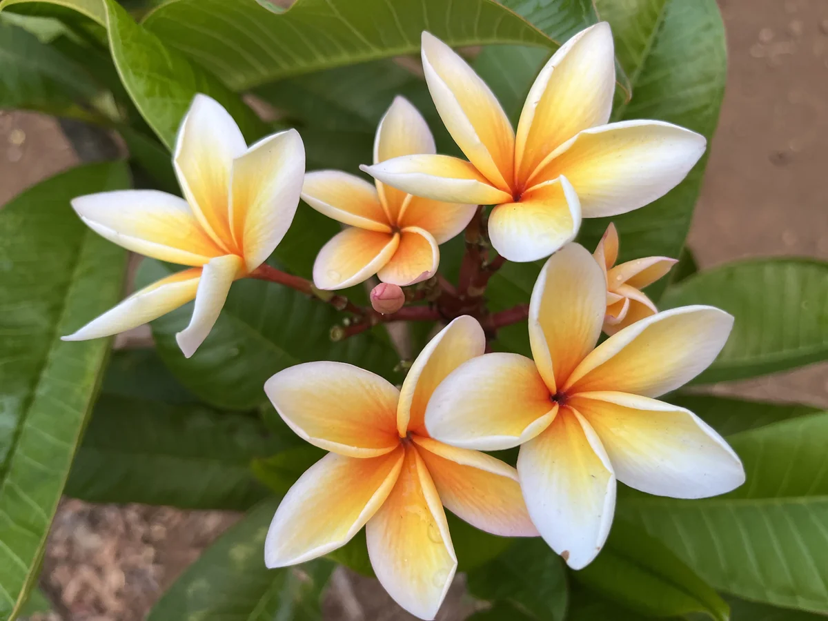 Paul Weissich Plumeria Unrooted Cutting - Yellow-Orange Tropical Plant 10-12 inches - Image 1