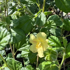 Pavonia Praemorsa Yellow Mallow Live Plant – 1 ft Tall – 6 inch Pot - Image 2