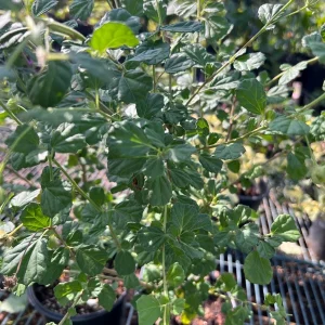 Pavonia Praemorsa Yellow Mallow Live Plant – 1 ft Tall – 6 inch Pot - Image 3