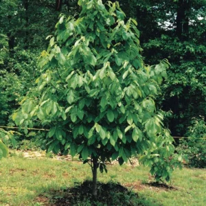 Paw Paw Indian Banana Bare Root Seedlings - 2 Plants, 1-2 ft Tall - Image 2