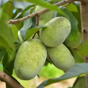 Paw Paw Live Plant - Asimina triloba - 6-12