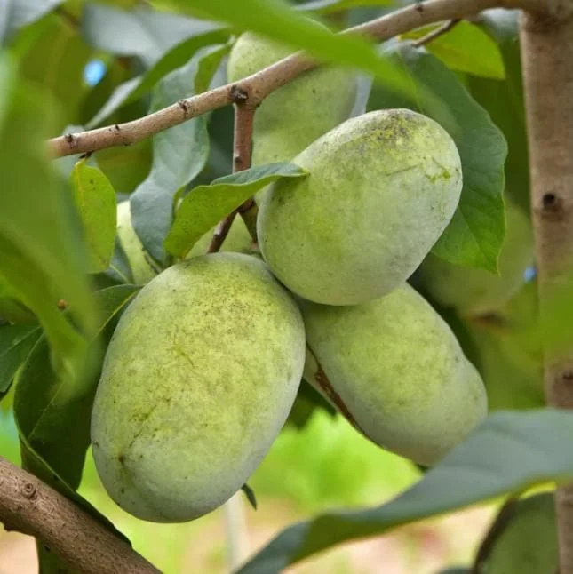 Paw Paw Live Plant - Asimina triloba - 6-12" Tall Native Fruit Tree - Quart Pot - Image 2