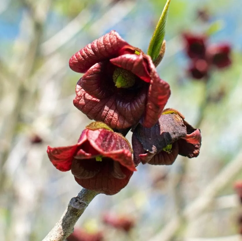 Paw Paw Live Plant - Asimina triloba - 6-12" Tall Native Fruit Tree - Quart Pot - Image 5