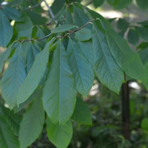 Paw Paw Live Plant - Asimina triloba - 6-12