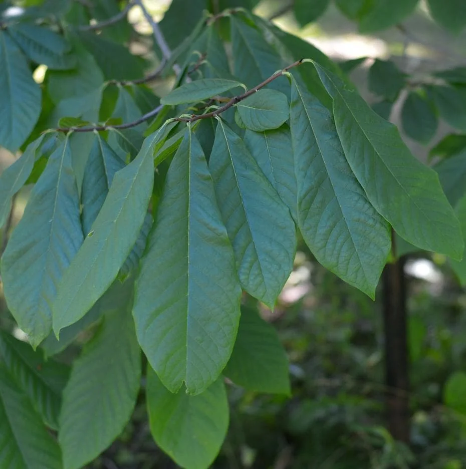 Paw Paw Live Plant - Asimina triloba - 6-12" Tall Native Fruit Tree - Quart Pot - Image 6