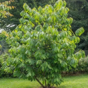 Paw Paw Live Plant - Asimina triloba - 6-12