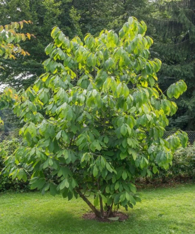 Paw Paw Live Plant - Asimina triloba - 6-12" Tall Native Fruit Tree - Quart Pot - Image 7
