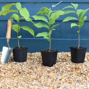 Paw Paw Live Plant - Asimina triloba - 6-12