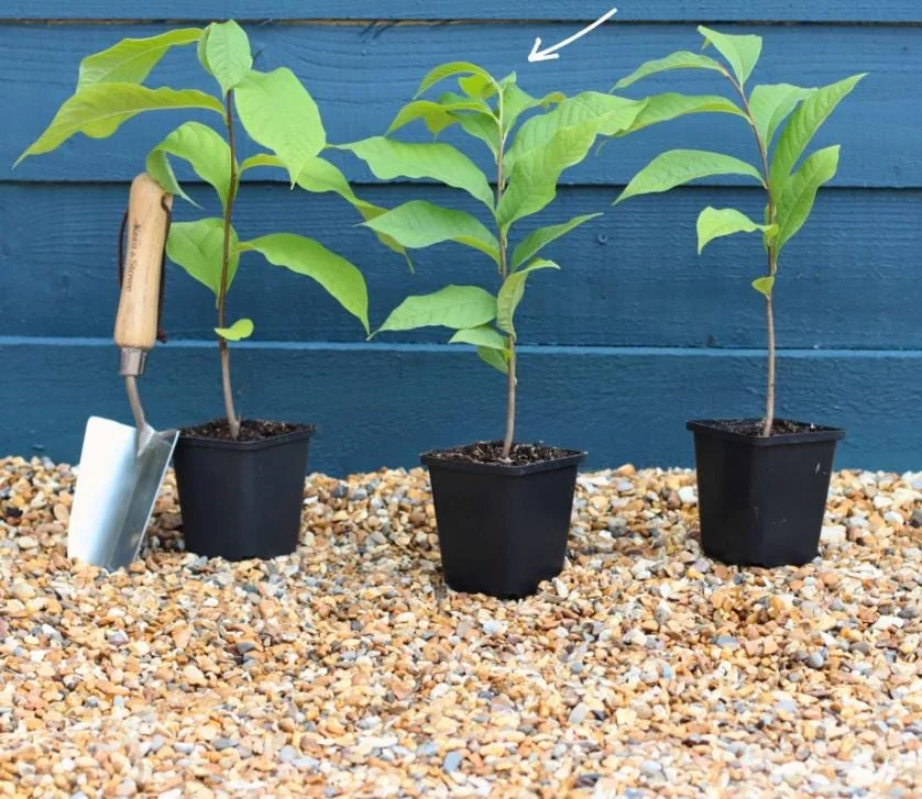 Paw Paw Live Plant - Asimina triloba - 6-12" Tall Native Fruit Tree - Quart Pot - Image 8
