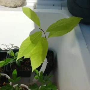 Paw Paw Live Plant - Asimina triloba - 6-12