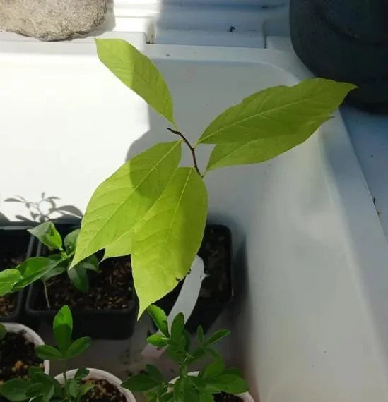 Paw Paw Live Plant - Asimina triloba - 6-12" Tall Native Fruit Tree - Quart Pot - Image 9