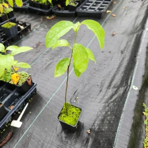 Paw Paw Plant (Asimina Triloba) Live Plant - 4