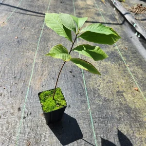 Paw Paw Plant (Asimina Triloba) Live Plant - 4
