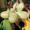 Paw Paw Tree Live Plant – Cold Hardy Fruit Tree Seedling 6-12 inches Tall in Quart Pot - Image 1