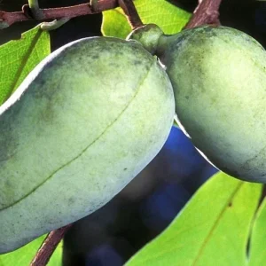 Pawpaw Tree Live Plant - 1 ft Tall Rooted Asimina Triloba - Outdoor Fruit Tree - Image 2