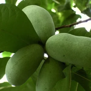 Pawpaw Tree Live Plant - 1 ft Tall Rooted Asimina Triloba - Outdoor Fruit Tree - Image 3