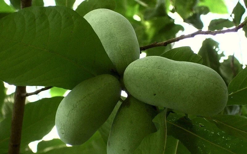 Pawpaw Tree Live Plant - 1 ft Tall Rooted Asimina Triloba - Outdoor Fruit Tree - Image 3