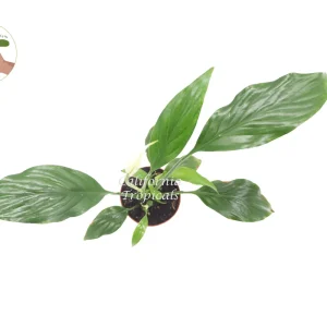 Peace Lily Live Plant – 2 inch Potted Houseplant – Indoor Flowering Plant - Image 2