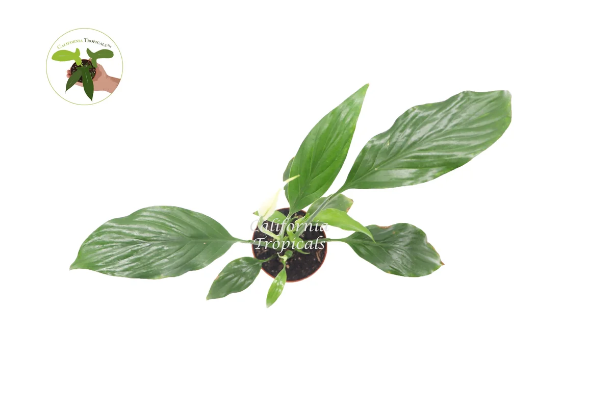 Peace Lily Live Plant – 2 inch Potted Houseplant – Indoor Flowering Plant - Image 2