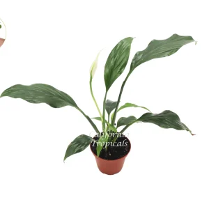 Peace Lily Live Plant – 2 inch Potted Houseplant – Indoor Flowering Plant - Image 1