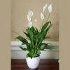 Peace Lily Live Plant 4 inch Pot - Air Purifying Indoor Plant with White Blooms - Image 1