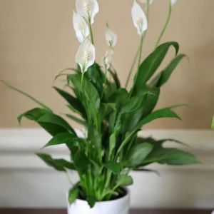 Peace Lily Live Plant 4 inch Pot - Air Purifying Indoor Plant with White Blooms - Image 2