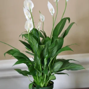 Peace Lily Live Plant 4 inch Pot - Air Purifying Indoor Plant with White Blooms - Image 4