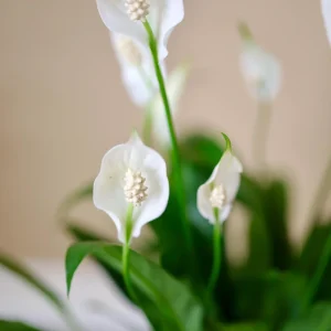 Peace Lily Live Plant 4 inch Pot - Air Purifying Indoor Plant with White Blooms - Image 5