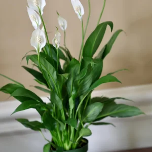 Peace Lily Live Plant 4 inch Pot - Air Purifying Indoor Plant with White Blooms - Image 6