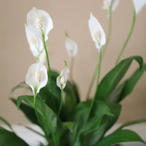 Peace Lily Live Plant 4 inch Pot - Air Purifying Indoor Plant with White Blooms - Image 7