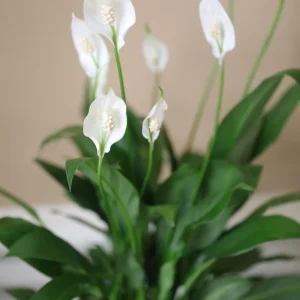 Peace Lily Live Plant 4 inch Pot - Air Purifying Indoor Plant with White Blooms - Image 8